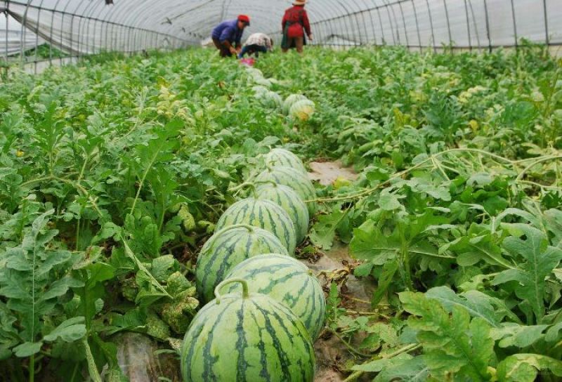 播种大蒜、小麦底施“地宝、根苗壮”，修复土壤，促进根系生
