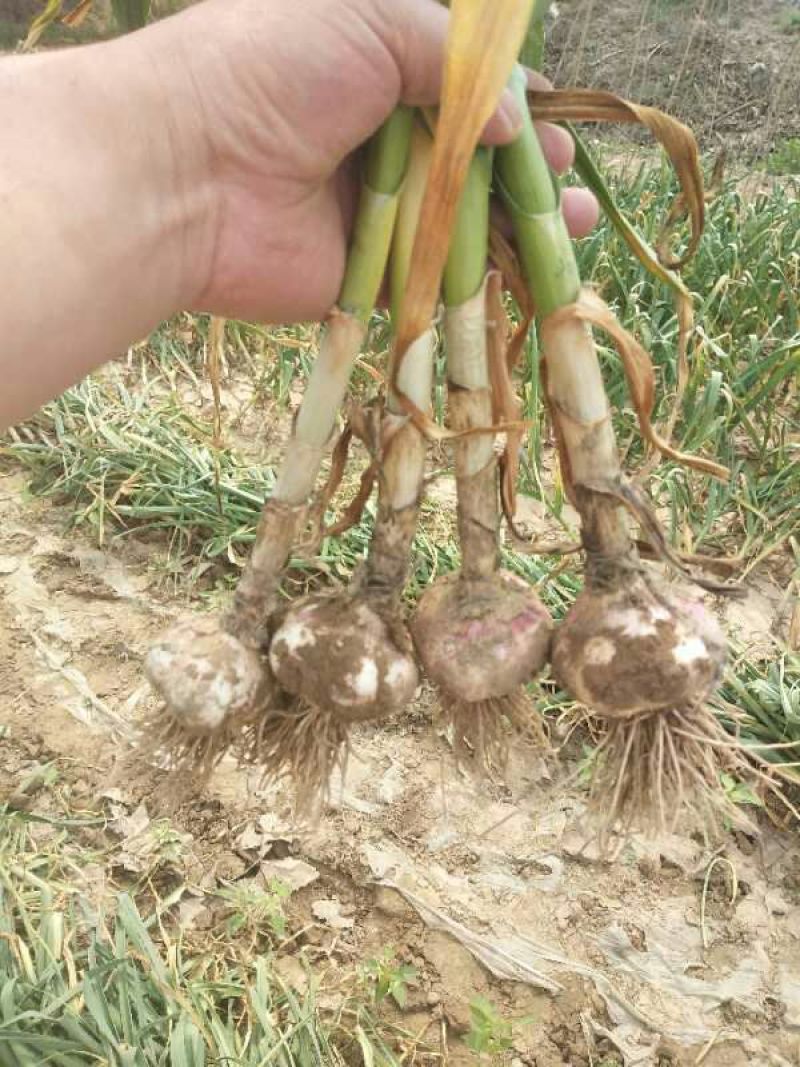 播种大蒜、小麦底施“地宝、根苗壮”，修复土壤，促进根系生