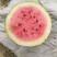 春光62西瓜瓜