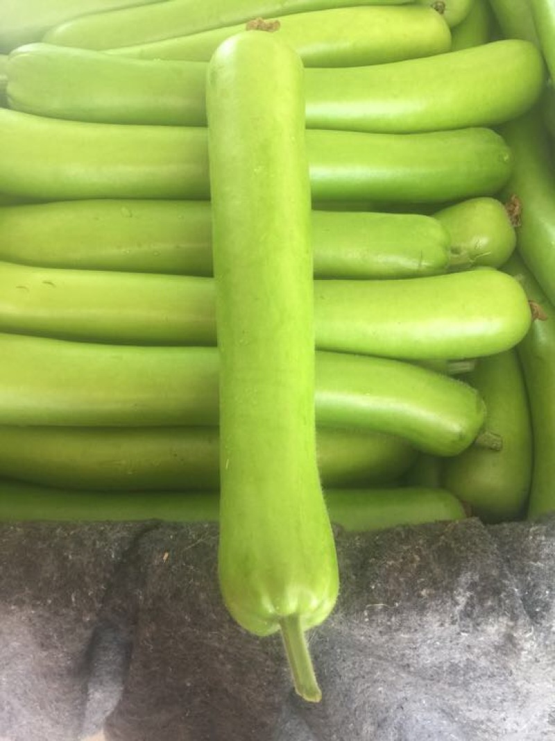 瓠瓜30~40cm5~6cm