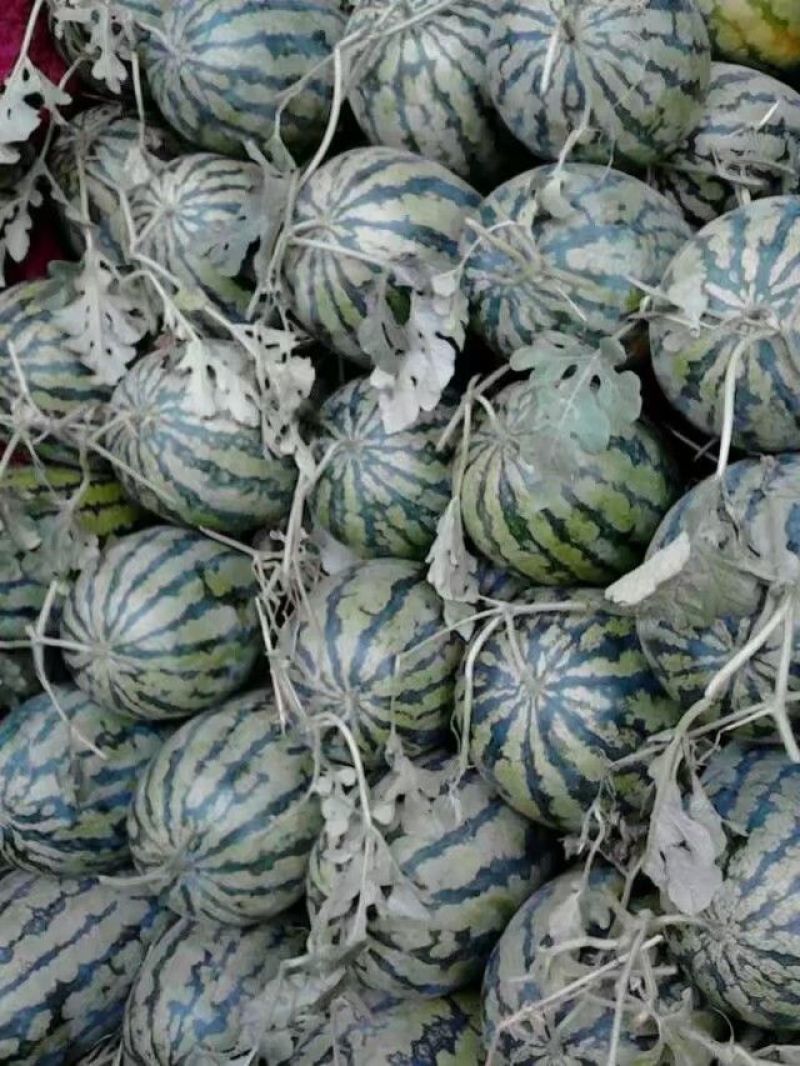 开封万亩西瓜基地货，冠龙西瓜，籽播苗，不嫁接，大红壤，