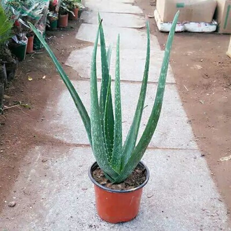 芦荟盆栽