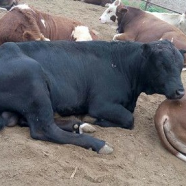 山西肉牛价格肉牛质量最好