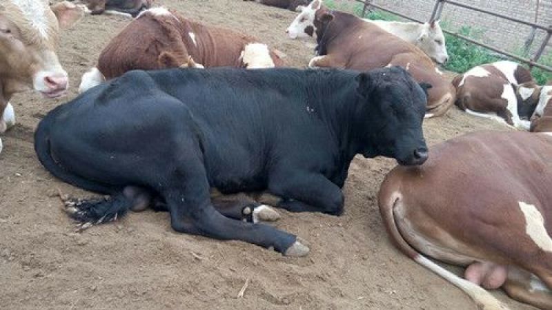 山西肉牛价格肉牛质量最好