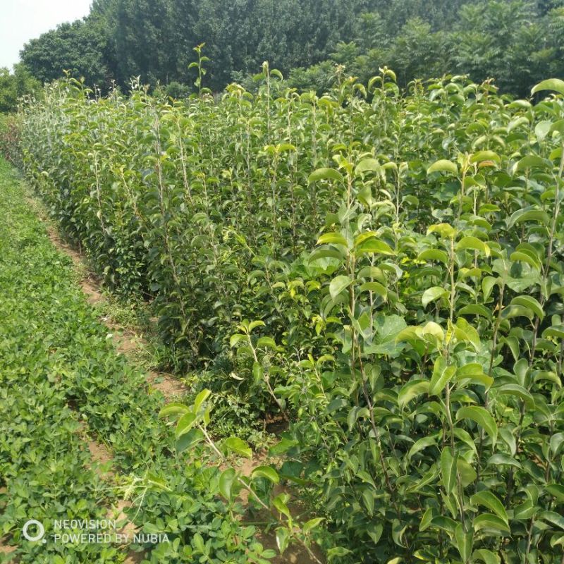 皇冠梨树苗50~80cm1~4cm
