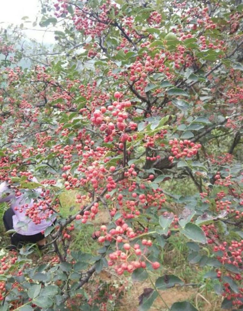 大红袍花椒苗小苗花椒芽苗狮子头花椒小苗
