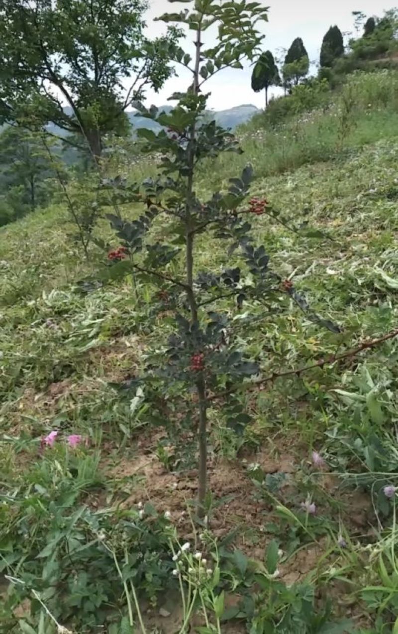 大红袍花椒苗小苗花椒芽苗狮子头花椒小苗
