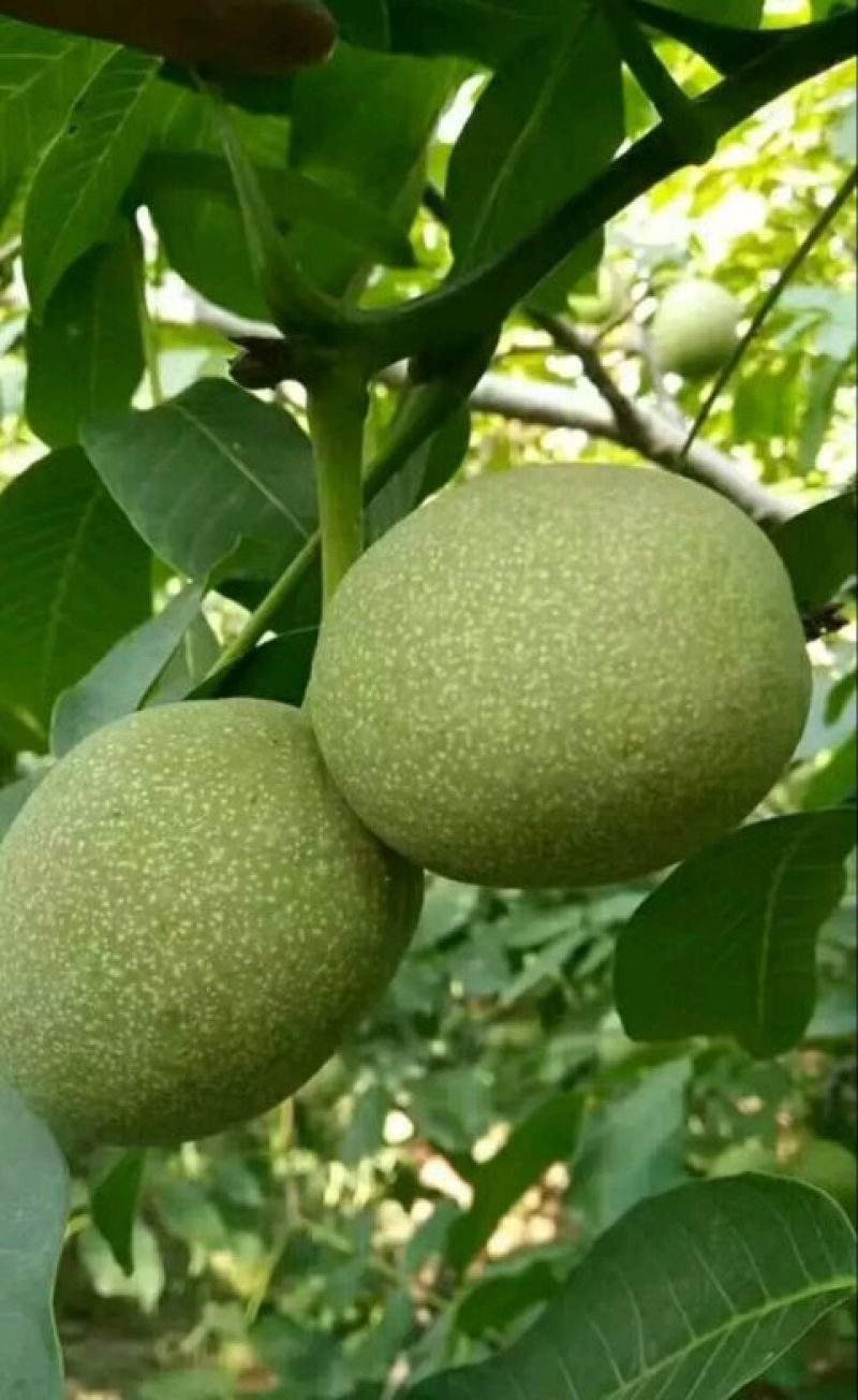 优良品种青皮核桃青皮