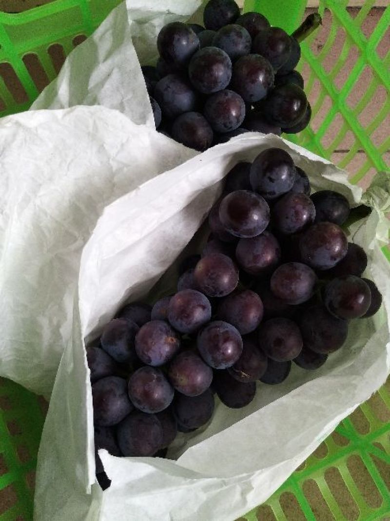 早夏无核葡萄