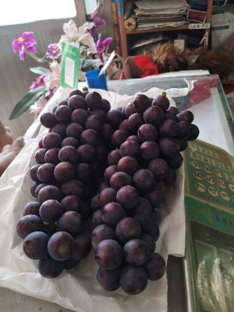 早夏无核葡萄