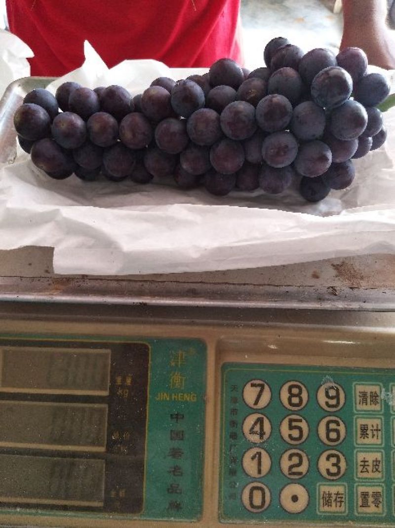 早夏无核葡萄