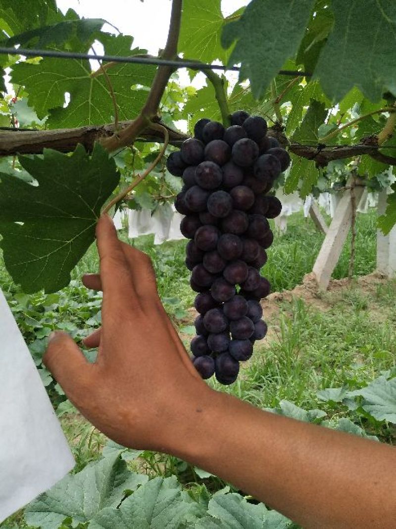早夏无核葡萄
