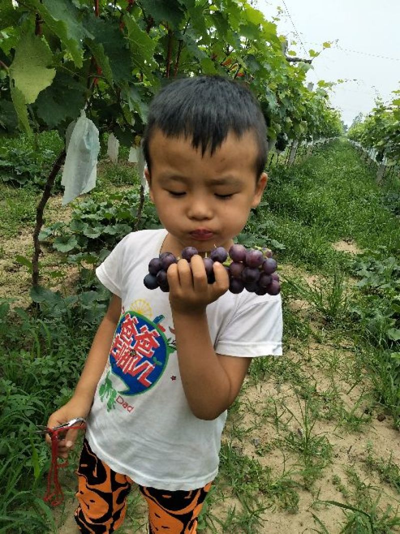 早夏无核葡萄