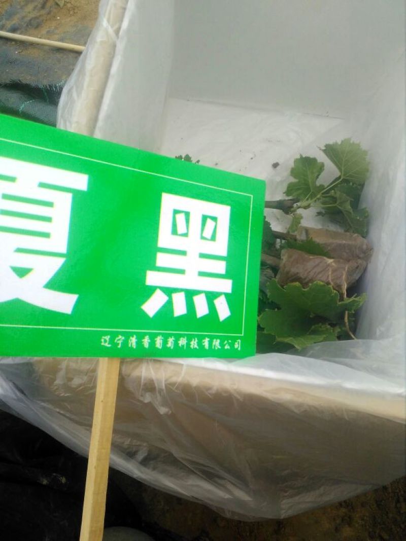 出售夏黑葡萄营养袋绿苗