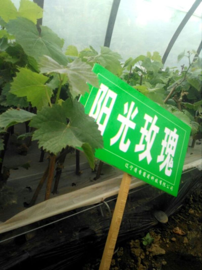 出售夏黑葡萄营养袋绿苗