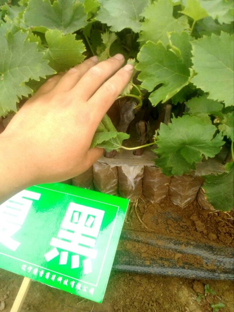出售夏黑葡萄营养袋绿苗