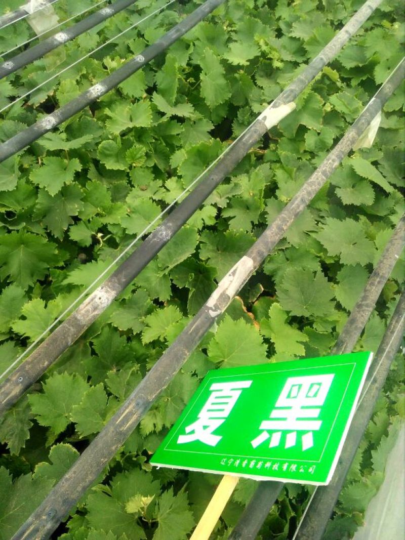 出售夏黑葡萄营养袋绿苗