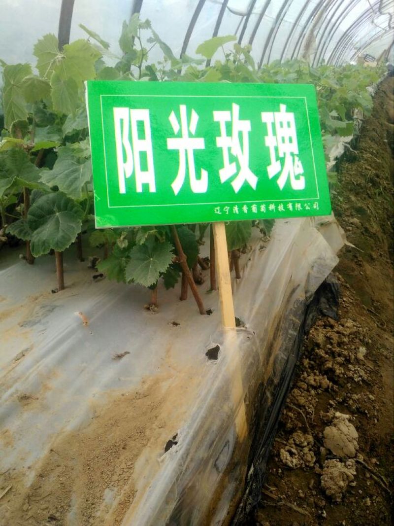 出售夏黑葡萄营养袋绿苗