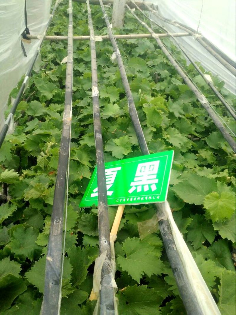 出售阳光玫瑰葡萄营养袋绿苗