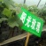 出售阳光玫瑰葡萄营养袋绿苗