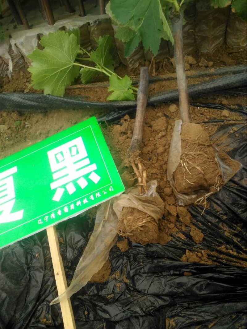 出售阳光玫瑰葡萄营养袋绿苗