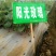 出售阳光玫瑰葡萄营养袋绿苗