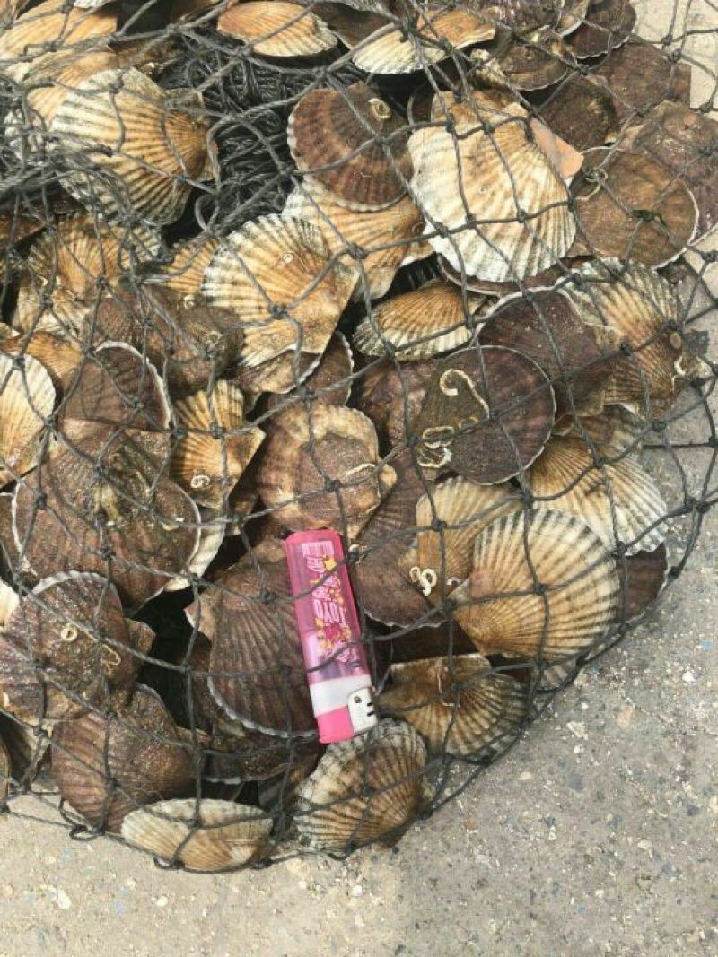扇贝出售