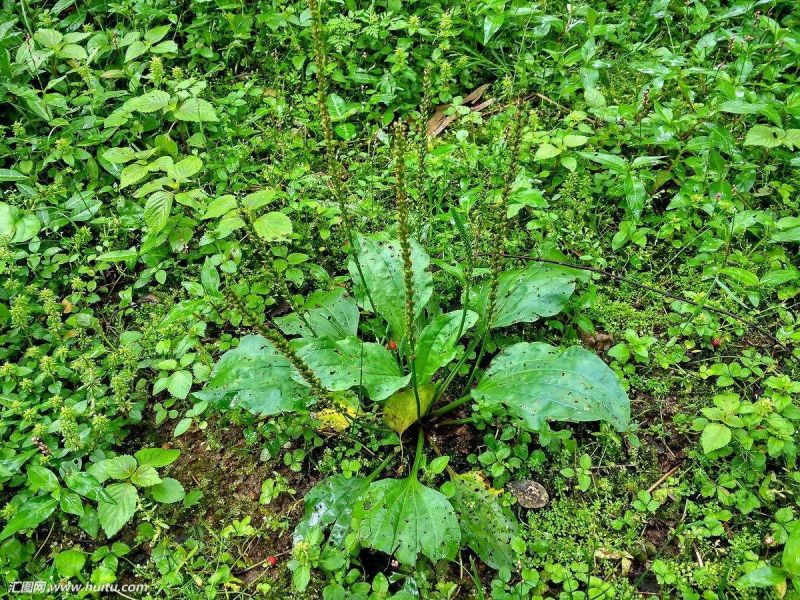 车前草