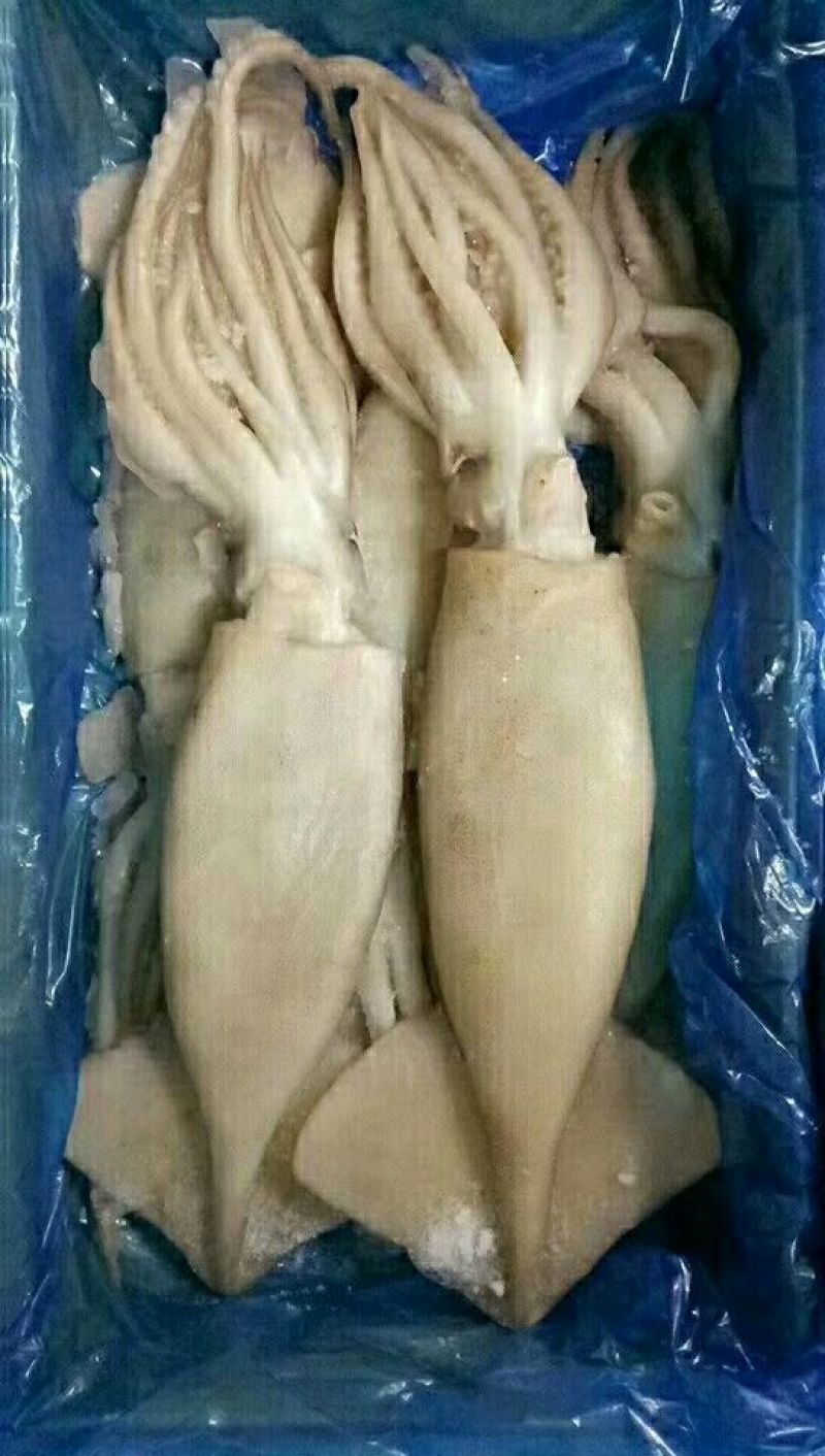 鱿鱼