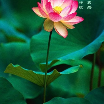 丹参种子