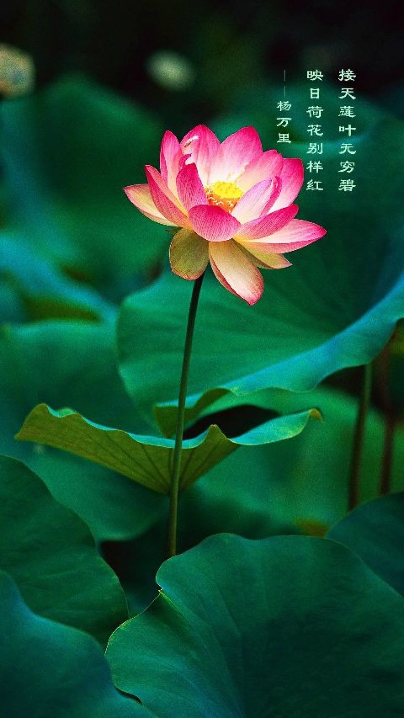 丹参种子