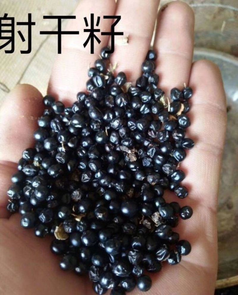 丹参种子