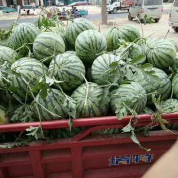 8424西瓜大量上市熟度九成，可视频看货