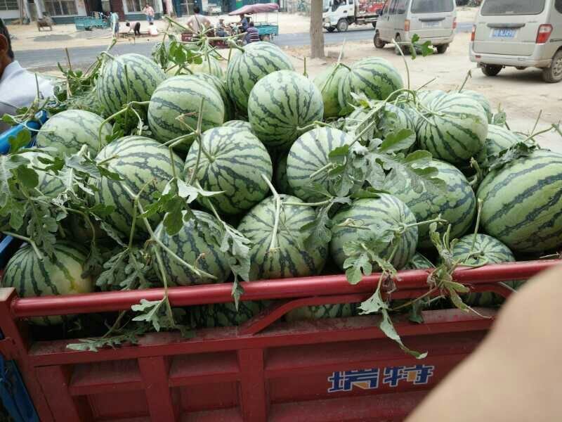 8424西瓜大量上市熟度九成，可视频看货