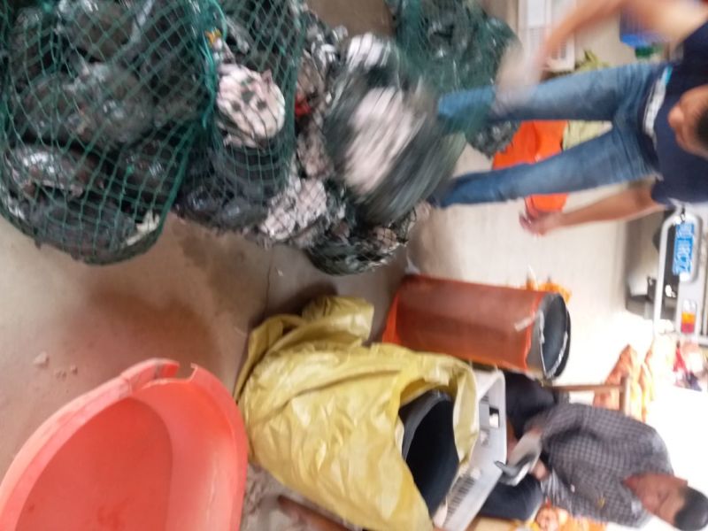 供应甲鱼