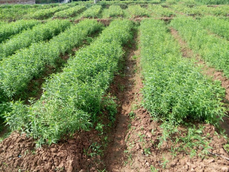 九叶青花椒苗，杯苗，品质