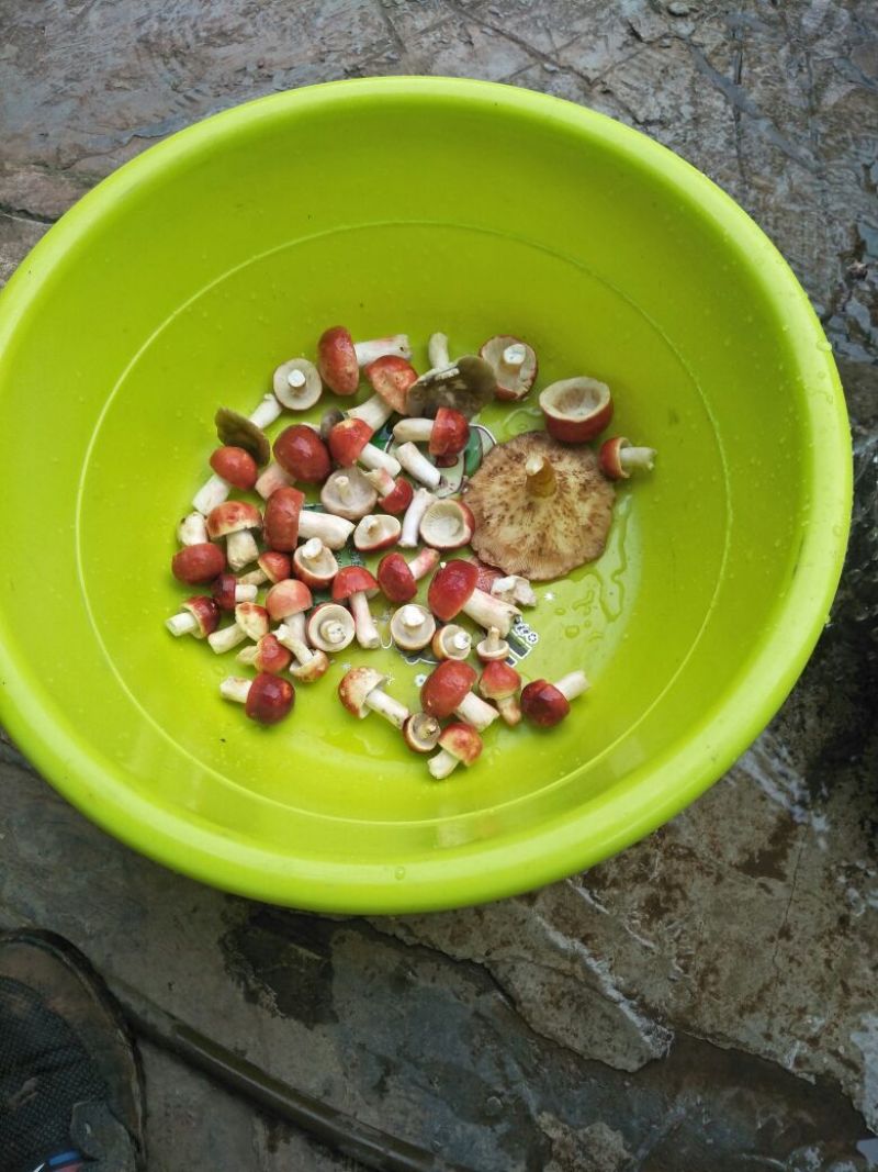 野生大红菌红菇