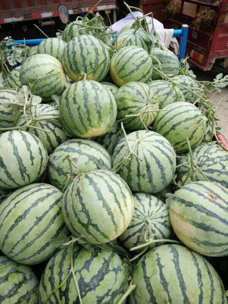 8424西瓜大量上市熟度九成，可视频看货