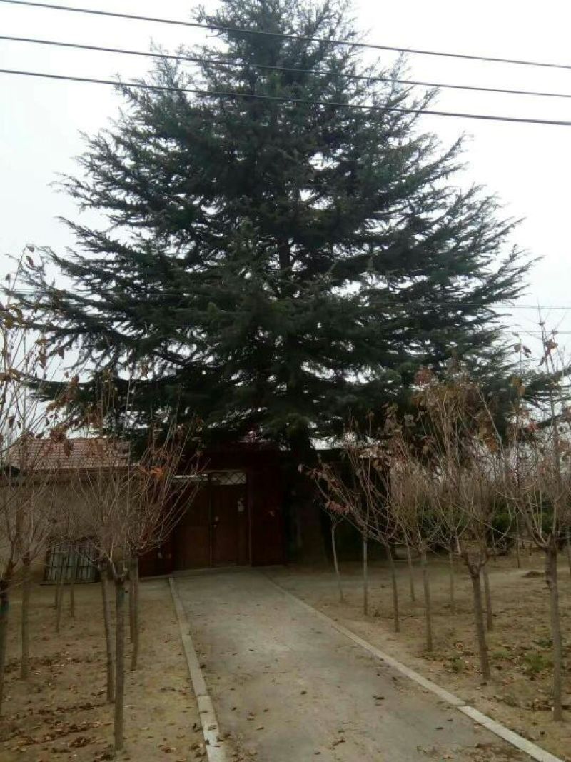 供应50公分直经大雪松