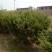 供应各种小龙柏