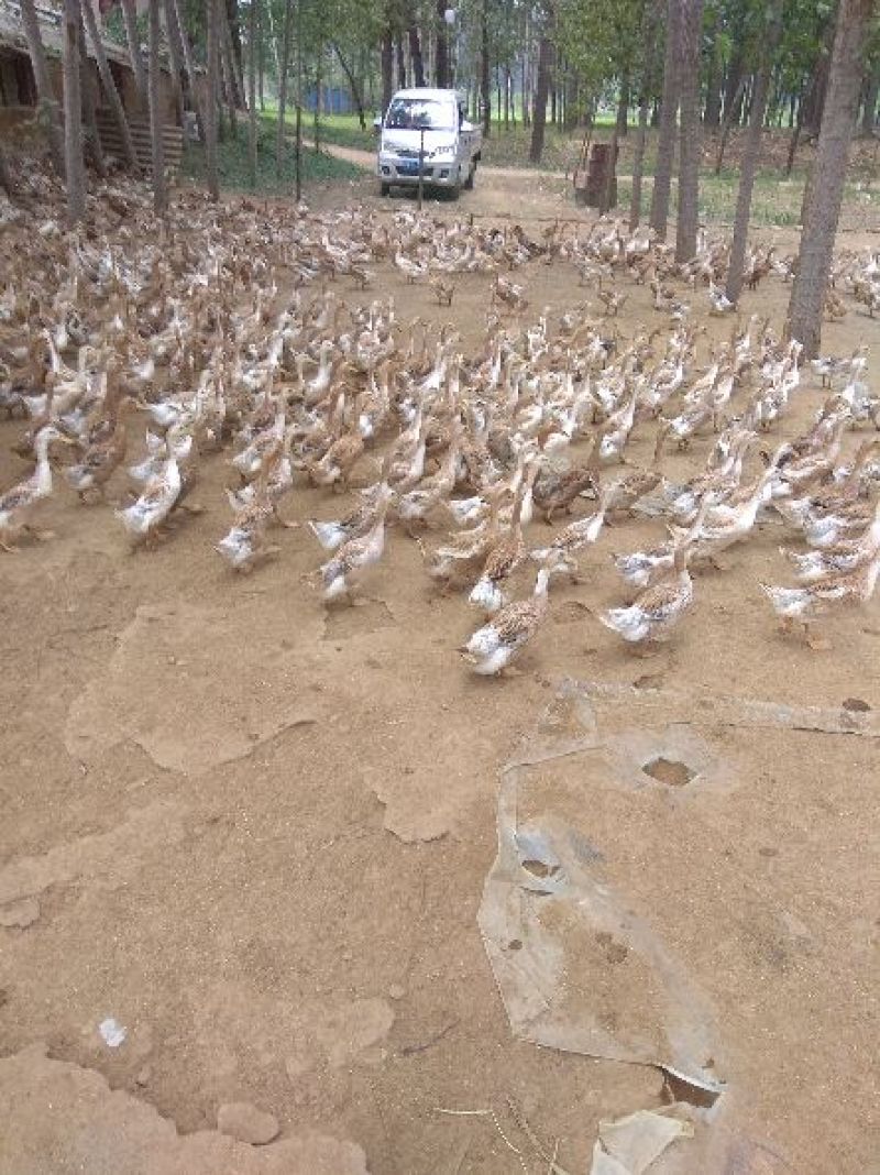 白羽青壳蛋鸭