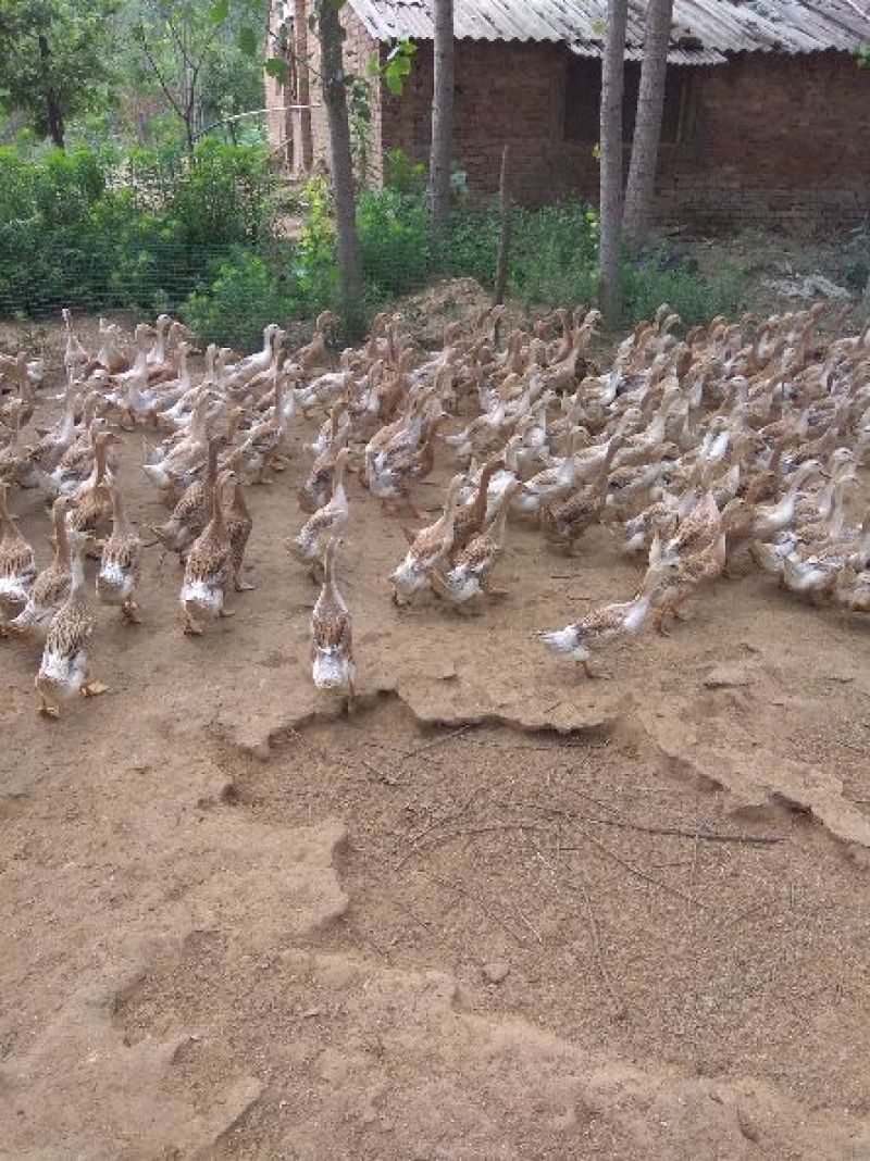 白羽青壳蛋鸭