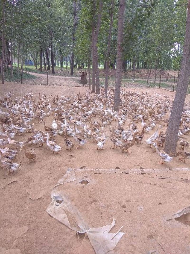 白羽青壳蛋鸭