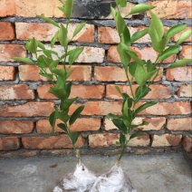 橘之尤物明日见柑橘苗30~50cm