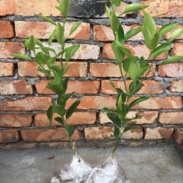 橘之尤物明日见柑橘苗30~50cm