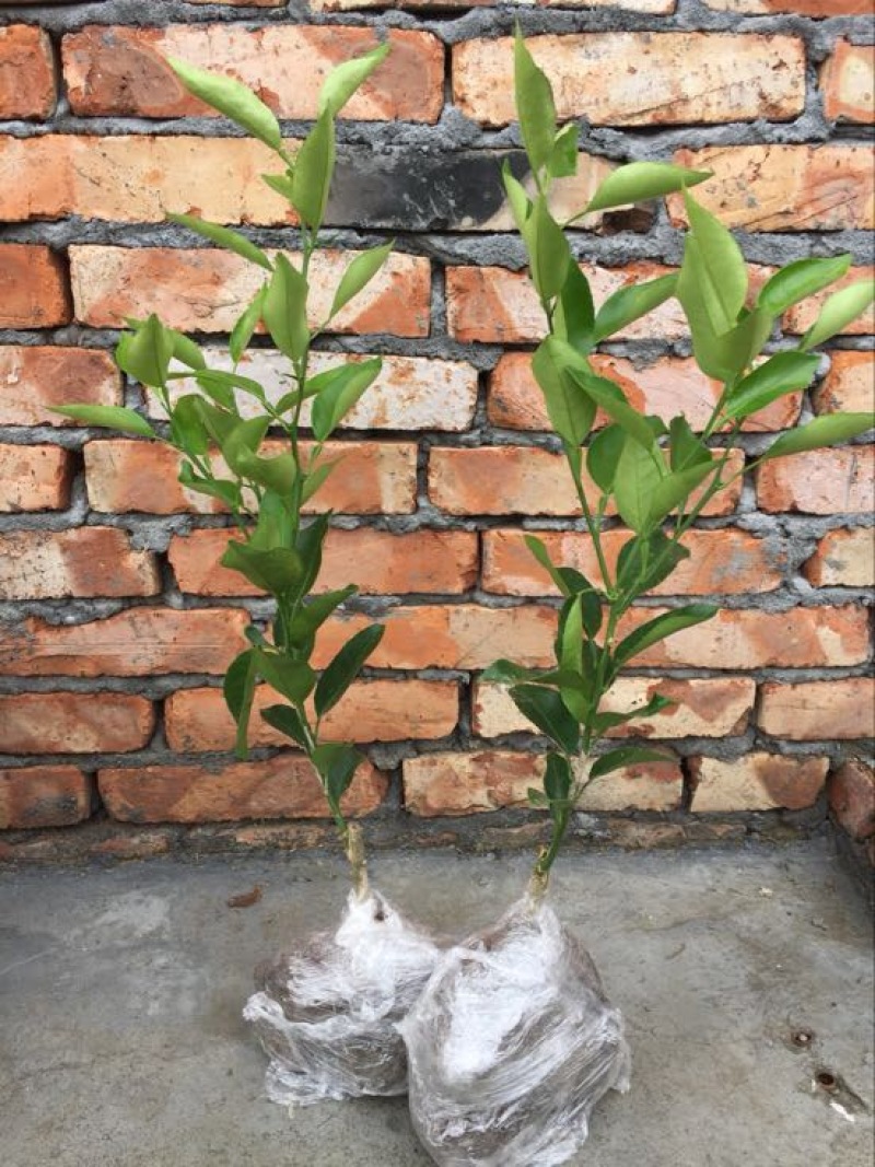 橘之尤物明日见柑橘苗30~50cm