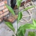 橘之尤物明日见柑橘苗30~50cm