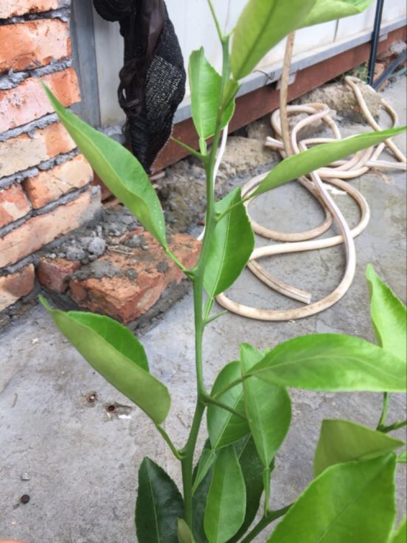 橘之尤物明日见柑橘苗30~50cm