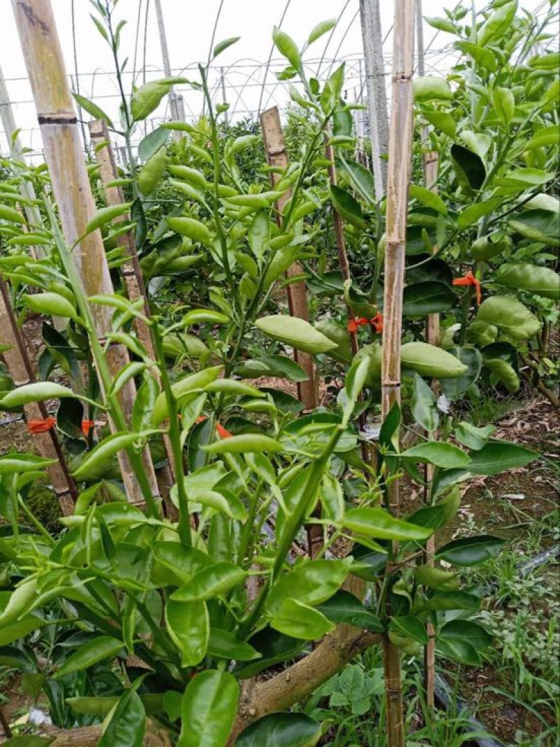 橘之尤物明日见柑橘苗30~50cm