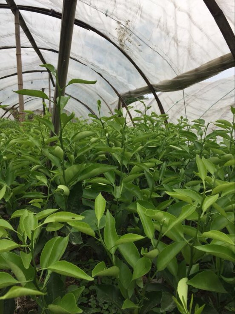 橘之尤物明日见柑橘苗30~50cm